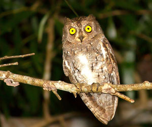 Орволго (Ойн орволго)